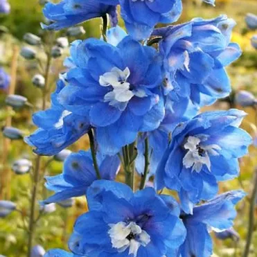 Дельфиниум Пацифик Блю Берд