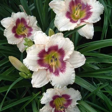 Лилейник Блуберри Кэнди