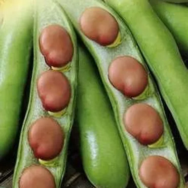 Бобы Белорусские 10 шт (серия Традиция), Семена Гавриш