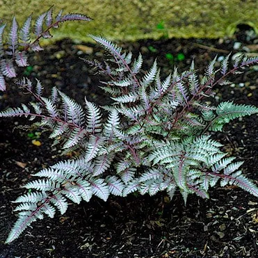 Кочедыжник (папоротник) ниппонский Бургунди Лейс
