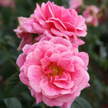 Роза Камелот плетистая, Тантау (лиц)