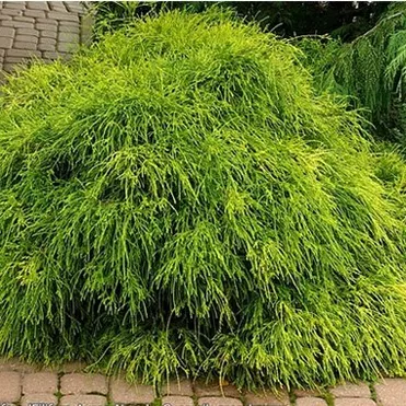 Кипарисовик горохоплодный Филифера Нана