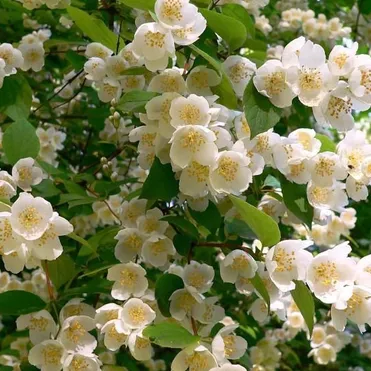 Чубушник Венечный