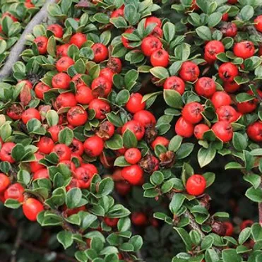 Кизильник Корал Бьюти