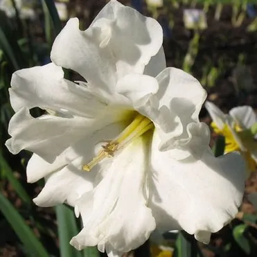 Нарцисс Колбланк  разрезнокорончатый  3шт