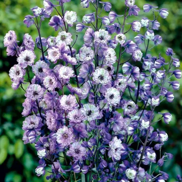 Дельфиниум высокий Ла Богем (Богема)