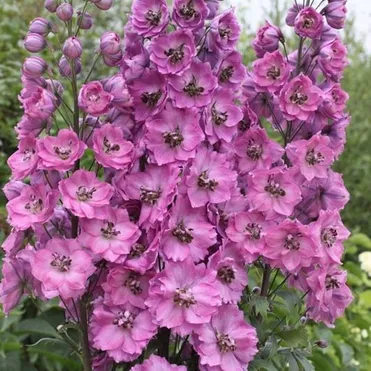 Дельфиниум высокий Новозеландский Дуск Майден (Сумеречные девы)