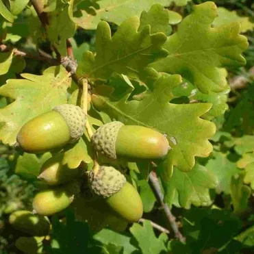 Дуб черешчатый