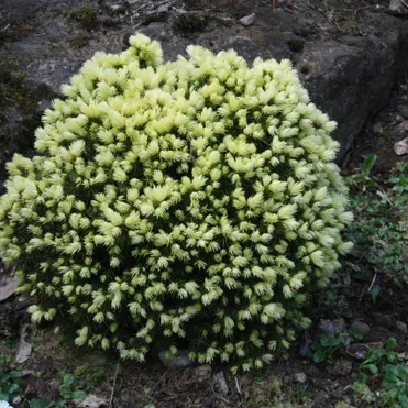 Ель канадская Ялако Голд