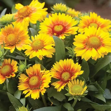 Гайлардия Аризона априкот