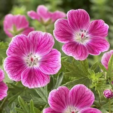 Герань кроваво-красная Элке