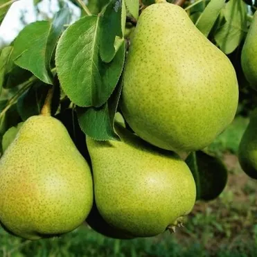 Груша Гвидон
