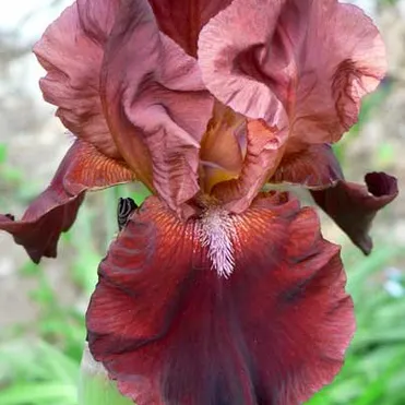 Ирис бородатый Самурай Уорриор