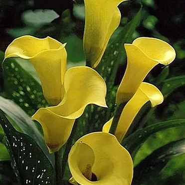 Калла Блэк Мэджик