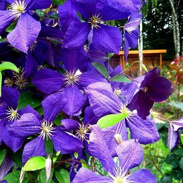 Клематис Жакмана крупноцветковый (3)