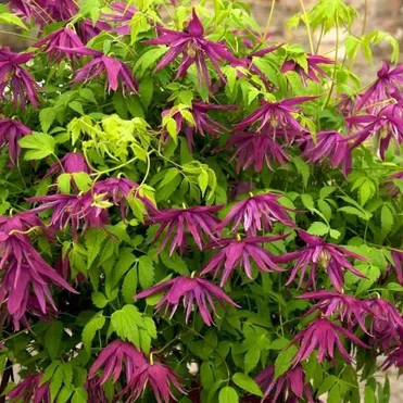 Клематис (Княжик) Октопус (Осьминог) махровый (1)