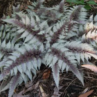 Кочедыжник (папоротник) Ред Бьюти ниппонский