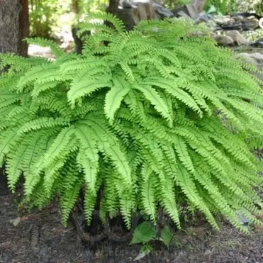 Кочедыжник женский Адиантум Стоповидный