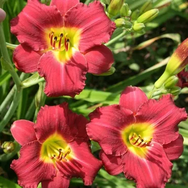 Лилейник Пардон Ми