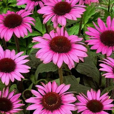 Эхинацея пурпурная Магнус