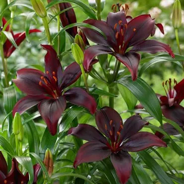 Лилия Мапира азиатская /2шт