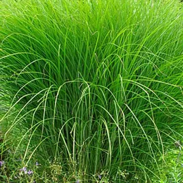 Мискантус Грацилимус