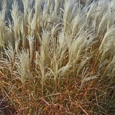 Мискантус Пурпурасценс