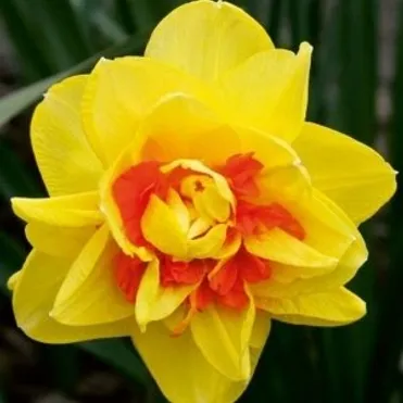 Нарцисс Монца махровый 5шт