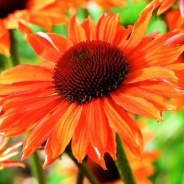 Эхинацея пурпурная Оранж Пэшн