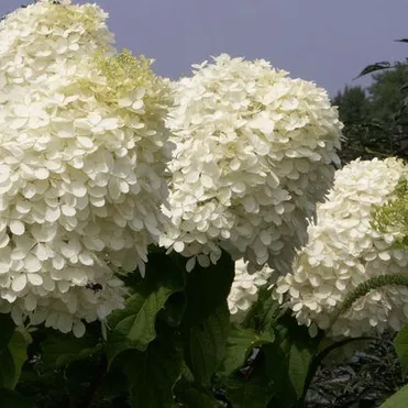 Гортензия Фантом метельчатая