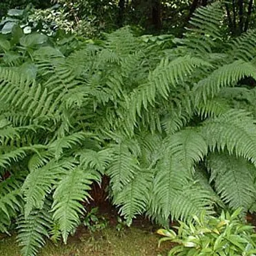 Папоротник щитовник мужской