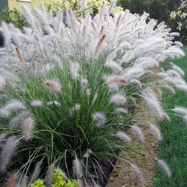 Пеннисетум Хамельн