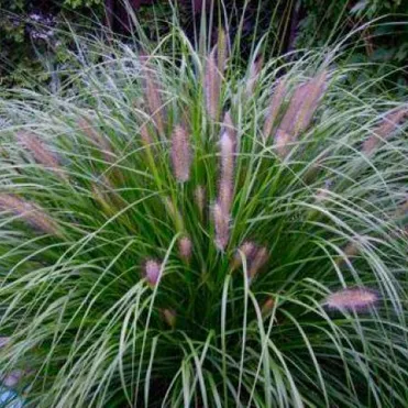 Пеннисетум Ред Хэд