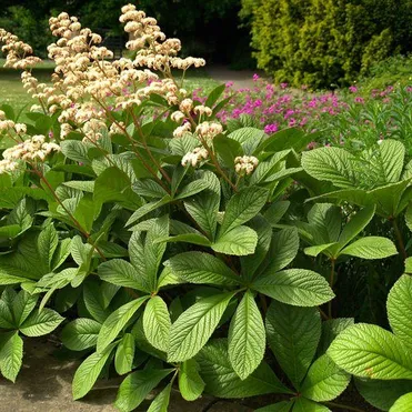 Роджерсия перистая