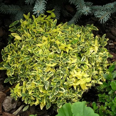 Бересклет Форчуна Эмеральд Голд