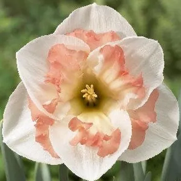 Нарцисс Пинк Вондер гофрир.коронка 5шт.