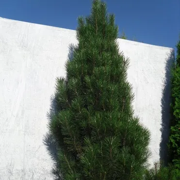 Сосна черная Пирамидалис