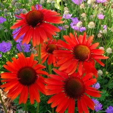 Эхинацея пурпурная Ред