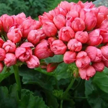 Пеларгония тюльпановидная Ред Пандора