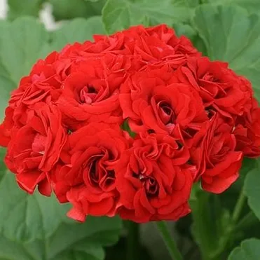 Пеларгония розебудная Розебуд Ред