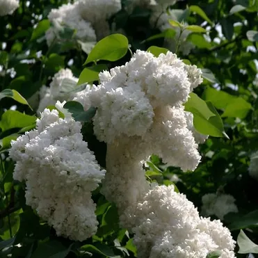 Сирень Алиса Хардинг махровая