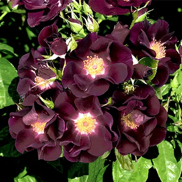 Роза Найт Оул, Викс (лиц)