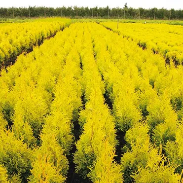 Туя западная Мария