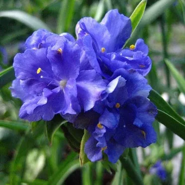 Традесканция Церулеа плена