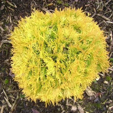 Туя шаровидная Амбер Глоу