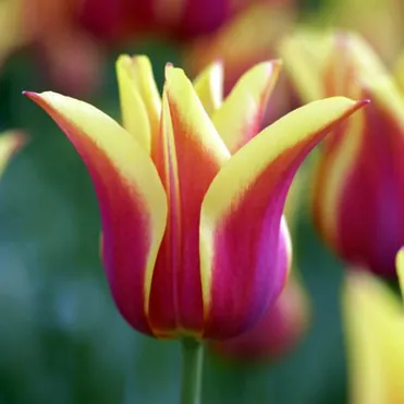 Тюльпан Баллада Дрим лилиецветный 5шт