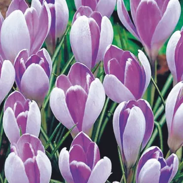 Крокус Вангард 10 шт