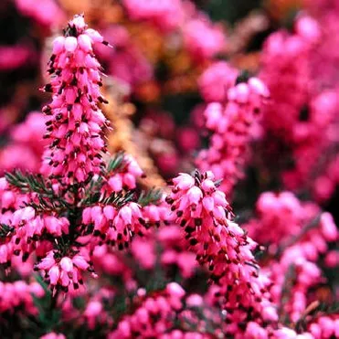 Эрика Крамерс Рот