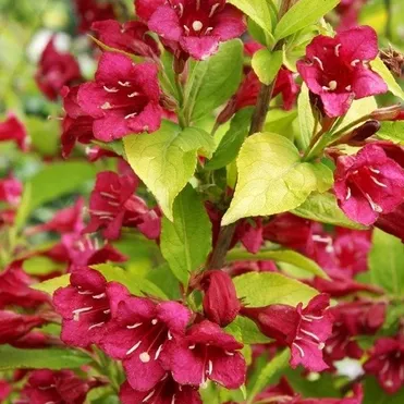 Вейгела Олимпиада