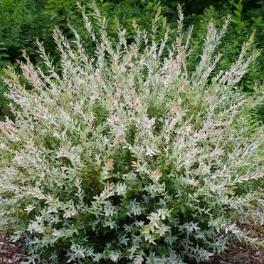 Ива Хакуро Нишики (розовые листья)